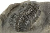 Detailed Austerops Trilobite - Ofaten, Morocco #197148-5